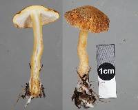 Cystoderma clastotrichum image