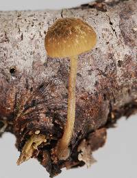 Simocybe phlebophora image