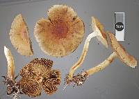 Pholiota chrysmoides image