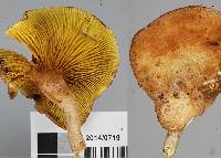 Phylloporus novae-zelandiae image