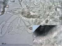 Crepidotus gilvidus image
