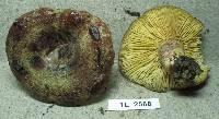 Lactarius tawai image