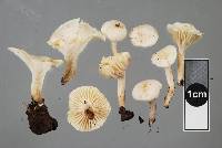 Camarophyllus impurus image