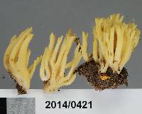 Ramaria lorithamnus image