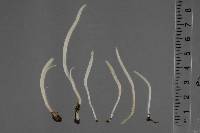 Clavaria redoleoalii image