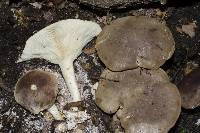 Clitocybe eucalyptorum image