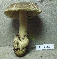 Amanita pekeoides image