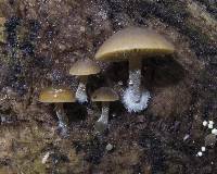 Simocybe largispora image