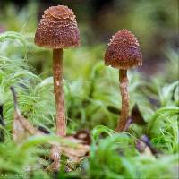 Cortinarius lanceolatus image