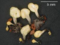 Image of Mitrulinia ushuaiae