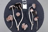 Coprinellus plagioporus image