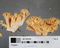 Ramaria avellaneovertex image