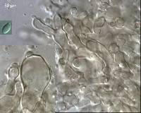 Collybiopsis rimutaka image