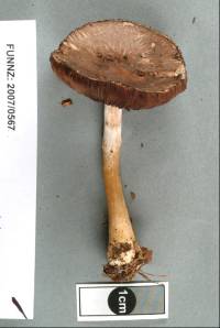 Agaricus viridopurpurascens image