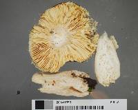 Russula atroviridis image