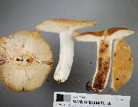 Russula novae-zelandiae image