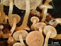 Hypholoma acutum image