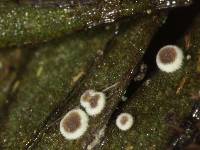 Byssoloma subundulatum image