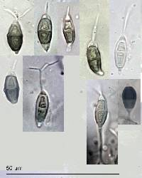 Truncatella hartigii image