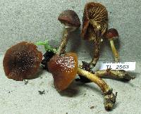 Descolea gunnii image