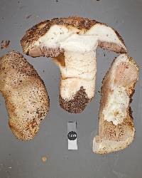 Agaricus perobscurus image