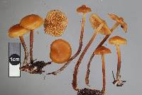 Galerina sideroides image