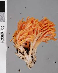 Ramaria anziana image