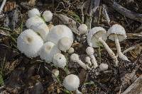 Leucocoprinus cepistipes image