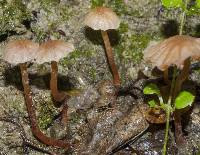 Laccaria glabripes image