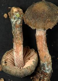 Inocybe caerulata image