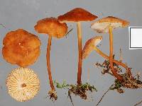 Marasmius elegans image