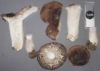 Russula griseostipitata image