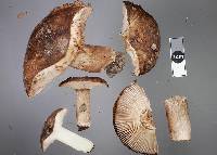 Russula rimulosa image