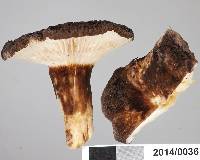 Lactarius sepiaceus image