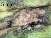 Septoria plantaginea image