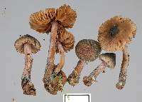 Inocybe caerulata image