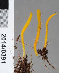 Clavulinopsis laeticolor image