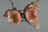 Clathrus archeri image