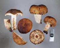 Russula novae-zelandiae image