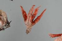 Clathrus archeri image