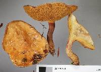 Suillus bovinus image