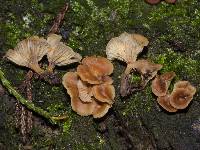 Xeromphalina podocarpi image