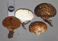 Lycoperdon nitidum image