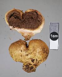 Scleroderma flavidum image