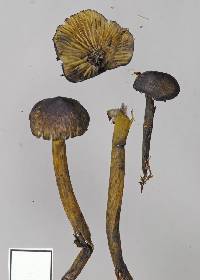 Hygrocybe astatogala image