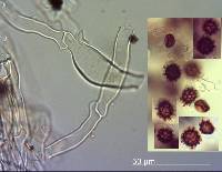 Scleroderma bovista image