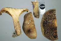 Paxillus cuprinus image