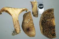 Paxillus cuprinus image