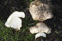 Agaricus perobscurus image