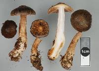 Cortinarius caryotis image